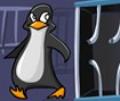 Pinguim fugir do zoológico